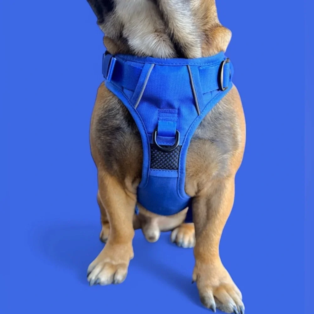 🦋B2G1🦋BEAST & BUCKLE Blue No Pull Harness & Leash Set | SMALL |